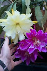 Check spelling or type a new query. The Horticult How To Grow The Epiphyllum Jungle Cactus Houseplant