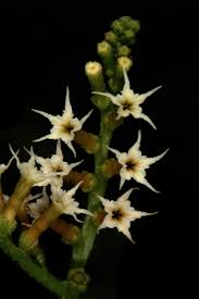 Image result for Heliotropium ciliatum