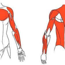 Learn more about their anatomy at kenhub! Muscles At The Upper Arm Lower Arm And Trunk Download Scientific Diagram