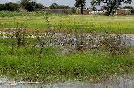 Image result for Aeschynomene cristata