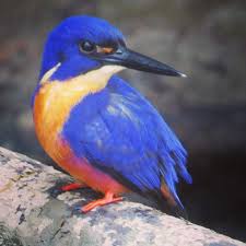 Rainforest Animals Azure Kingfisher Rainforest Animals Daintree Rainforest Animals