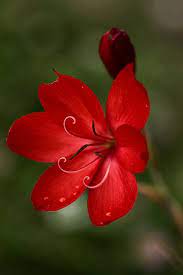 Everything is beautiful, in it's own way. Red Rosso Rouge Rojo Rod èµ¤ Vermelho Color Colour Texture Form By Fearghal Breathnach Beautiful Flowers Amazing Flowers Flowers