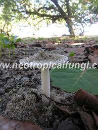 Image result for Aneilema arenicola