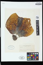 Image result for Dicoma arenaria