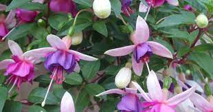 Fushia Flower Garden Flowers Garden