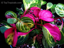 Image result for Iresine lindenii