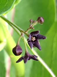 Image result for Vincetoxicum sylvaticum