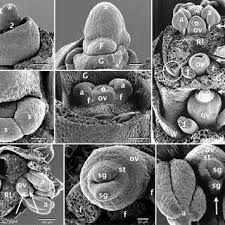 Image result for Pycreus nigricans