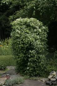 Native American Vines Clematis Virginiana Clematis Wildlife Gardening Climbing Vines