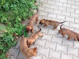 Image result for alpský brakýř jezevčíkovitý