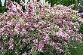 Pin On Flowering Shrubs