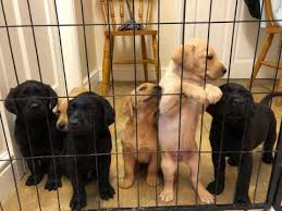 Maybe you would like to learn more about one of these? Dogs And Puppies For Sale Near Me Home Facebook