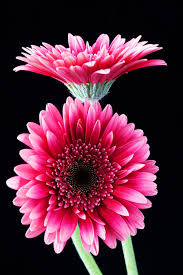 Image result for Gerbera