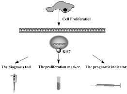 Incidentally, the same applies vice versa: Ki67 Is A Promising Molecular Target In The Diagnosis Of Cancer Review