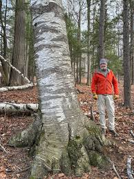 Image result for Phyllocosmus lemaireanus