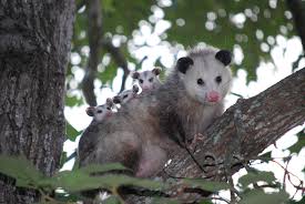 We did not find results for: Opossum Myths And Facts Dickinson County Conservation Board