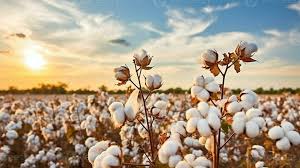 Cotton Field Stock Photos, Images and Backgrounds for Free Download