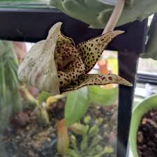 Image result for Orbea umbracula