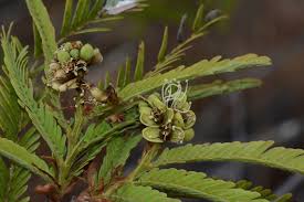 Image result for Brachystegia taxifolia