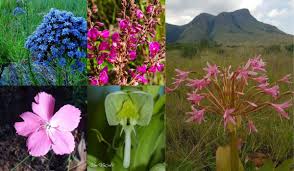 Image result for Eriosema cordatum