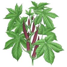 Okra plant varieties are classified based on the seed pot height, color, maturity time and its growing season. All About Growing Okra Organic Gardening Mother Earth News Growing Okra Okra Growing Vegetables