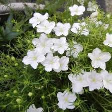 Image result for Nierembergia hippomanica