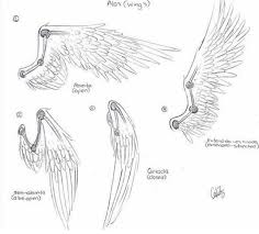 Wing Reference Pt 1 3 Wings Drawing Drawing Tips Animal Drawings