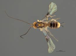 Image result for Psychotria bugoyensis