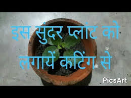 How To Grow Kalanchoe Plant In Kutting In Hindi Youtube