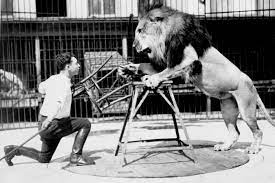 How To Focus Better Lessons From A Lion Tamer How To Focus Better Lion Tamer To Focus