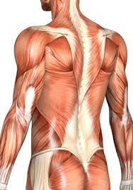 In this lesson, we will identify and draw the superficial and deep muscles of the front and rear torso. Muscles Of Torso Amazon Com Amitd Superficial Muscles Anatomy Color Isolated The Human Torso Model Of Full Body Torso Anatomical Motion Model Human Anatomy Model Sports Outdoors Learn Vocabulary Terms