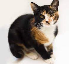 How Much Is A Male Calico Cat Worth Obey My Cat
