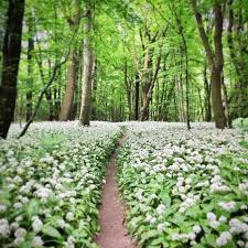 Is This The Way Into A Fairy Tale Vienna Woods Full Of Flourishing Wild Garlic In Springtime Vienna Austria Vienna Woods Spring Scene The Enchantments