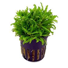 Image result for Pogostemon rogersii