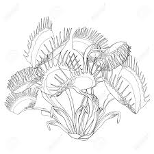 Drawing Of Venus Flytrap Or Dionaea Muscipula With Open And Close Royalty Free Cliparts Vectors And Stock Illustration Image 100956490 30 watchers14.8k page views134 deviations. drawing of venus flytrap or dionaea muscipula with open and close