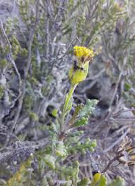 Image result for Oreophyton