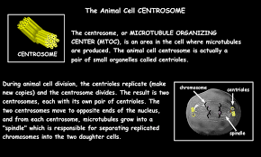 Cells alive animal cell worksheet key. Interactive Cell Model