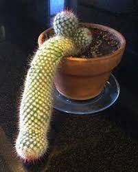 (botany) any member of the family cactaceae, a family of flowering new world succulent plants suited to a hot. Build Yer Own Cacti