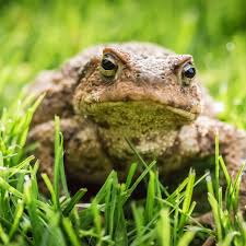 How to attract frogs and toads to your garden by grow a good life. How To Make A Toad House To Make Your Yard Bug Free