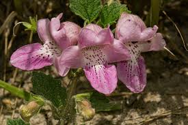 Image result for Dicerocaryum eriocarpum