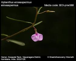 Image result for Afrohybanthus enneaspermus