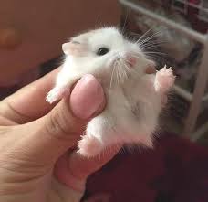 Pin By Sila Serim On Cute Cute Little Animals Cute Hamsters Cute Animals