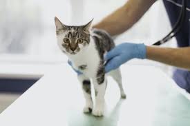 Chronic atrophic gastritis is often characterized by marked mononuclear cell infiltration, thinning of the gastric mucosa, and atrophy of the gastric glands. Treatment Of Feline Gastroenteritis Hv Glories