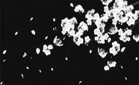 Black And White Cherry Blossoms Wallpaper Https Encrypted Tbn0 Gstatic Com Images Q Tbn 3aand9gcsswgm 7hjals8zkq4dpzorzemvwyczhxxrfq Usqp Cau
