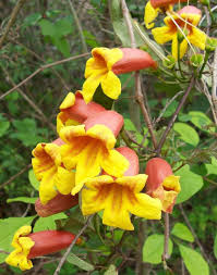 Image result for Bignonia capreolata