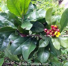 Image result for Ochna confusa