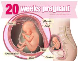 Learn more about what to expect at 6 weeks pregnant. Pin On Weekly Guide To Pregnancy
