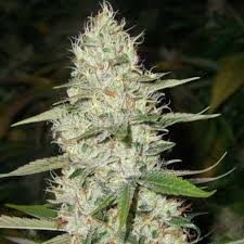 Image result for Silver Haze 1968 Imperial
