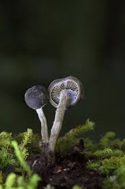 Image result for Simocybe centunculus