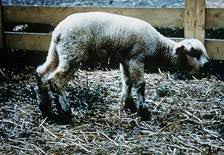 Sheep 201 Sheep Diseases A Z
